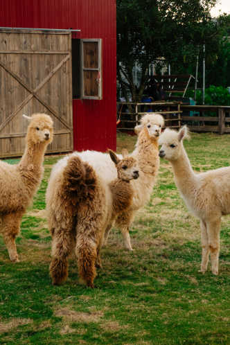 thung lung alpaca