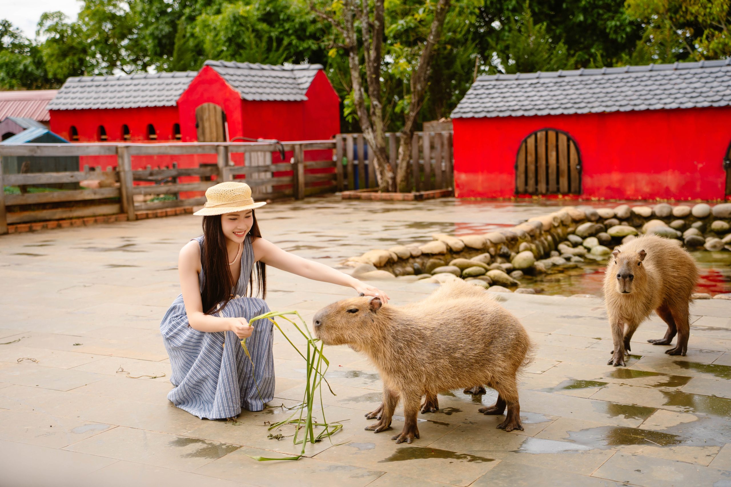 vui dua cung bo truong capybara giua long da lat