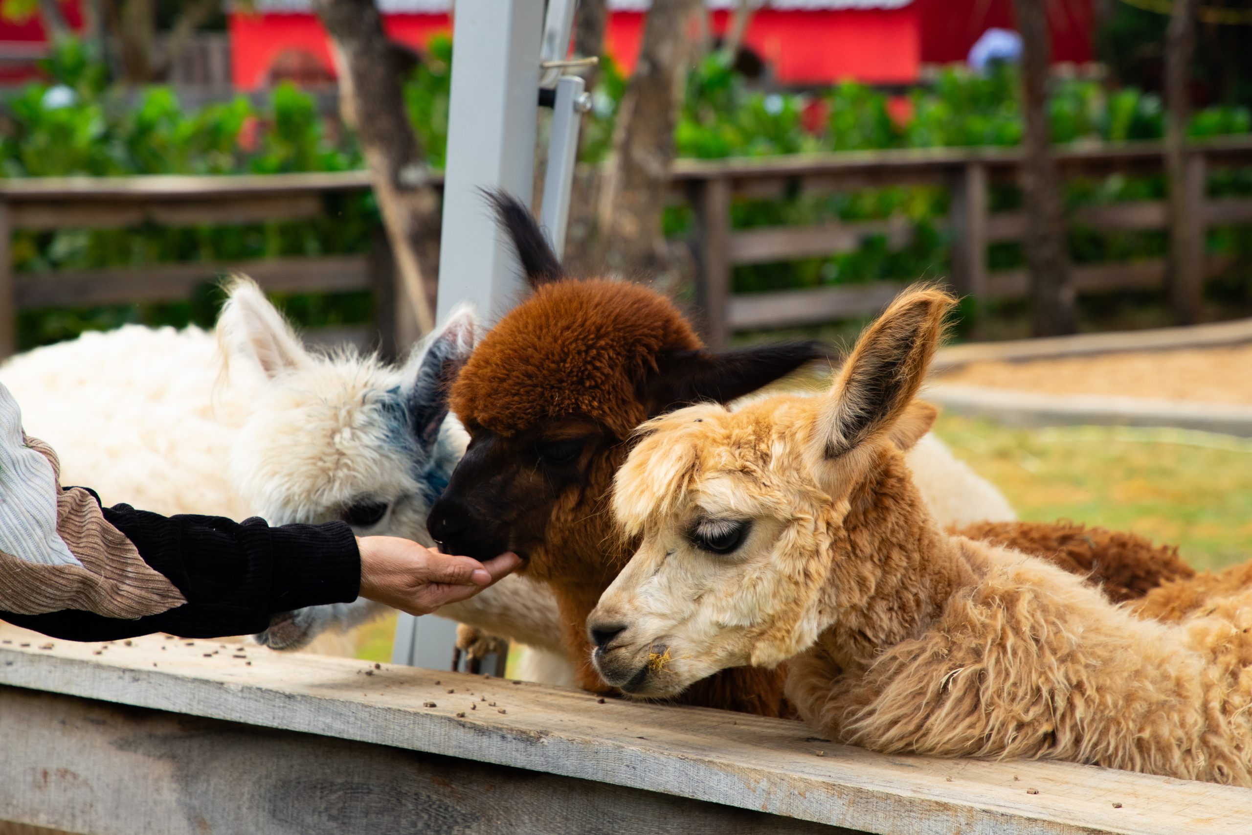 cac chu lac da alpaca dang yeu tai thung lung alpaca