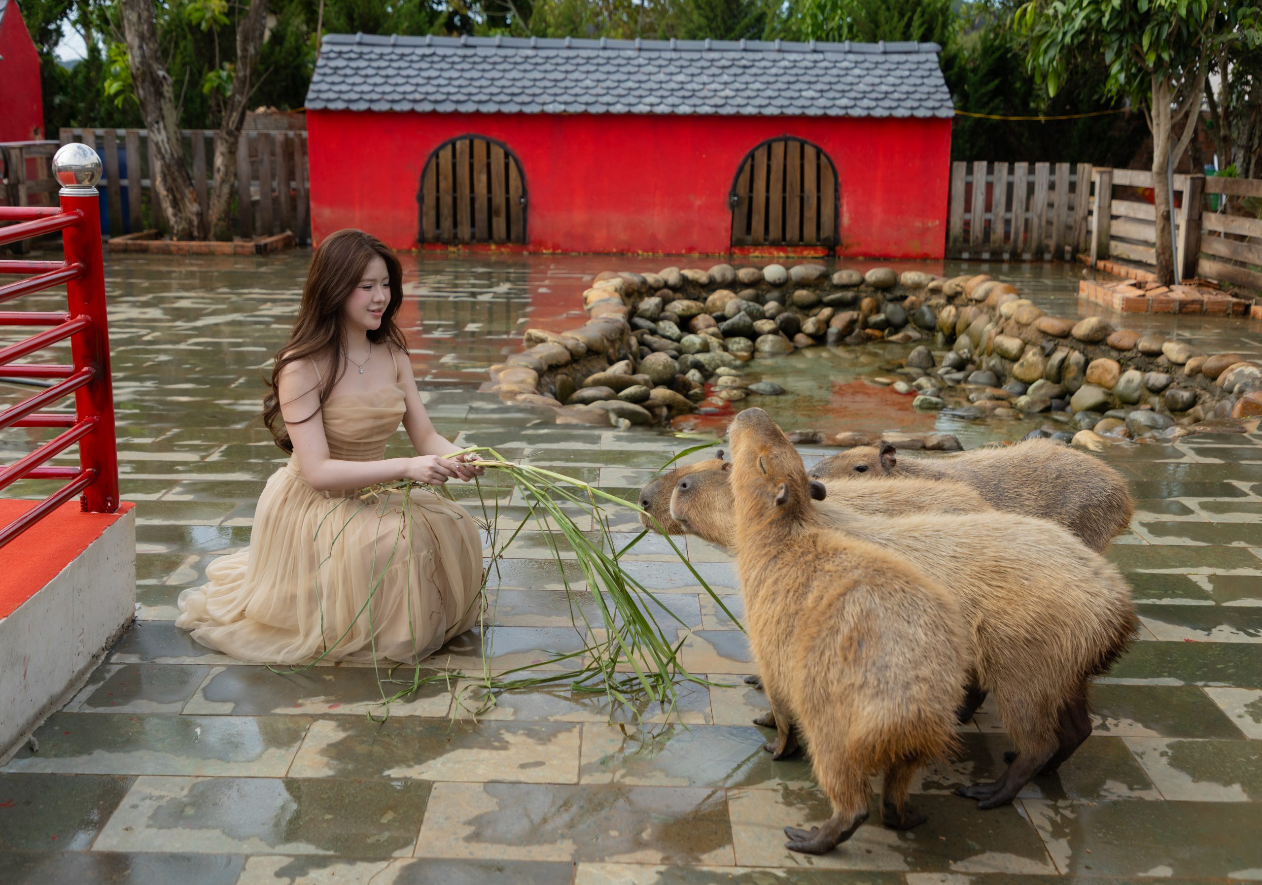 trai nghiem cho thu an tai vuon nuoi capybara mang ten xom bo truong